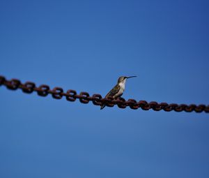 Preview wallpaper kiwi, bird, sky