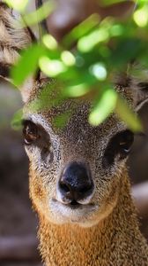 Preview wallpaper klipspringer, african antelope, head, eyes