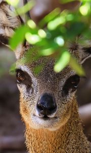 Preview wallpaper klipspringer, african antelope, head, eyes