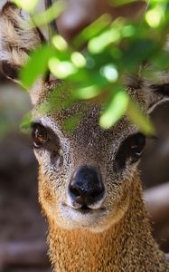 Preview wallpaper klipspringer, african antelope, head, eyes