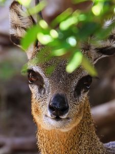 Preview wallpaper klipspringer, african antelope, head, eyes