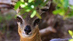 Preview wallpaper klipspringer, african antelope, head, eyes