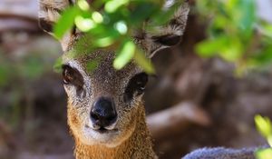 Preview wallpaper klipspringer, african antelope, head, eyes