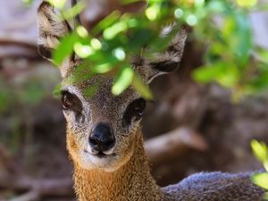 Preview wallpaper klipspringer, african antelope, head, eyes