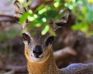 Preview wallpaper klipspringer, african antelope, head, eyes