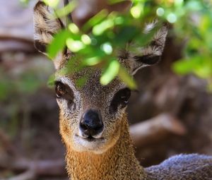 Preview wallpaper klipspringer, african antelope, head, eyes