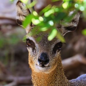 Preview wallpaper klipspringer, african antelope, head, eyes