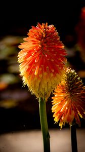 Preview wallpaper kniphofia, flowers, inflorescences, macro