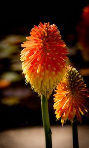 Preview wallpaper kniphofia, flowers, inflorescences, macro