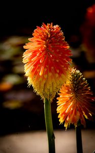 Preview wallpaper kniphofia, flowers, inflorescences, macro