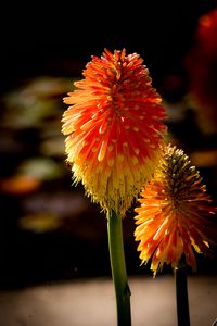 Preview wallpaper kniphofia, flowers, inflorescences, macro