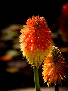 Preview wallpaper kniphofia, flowers, inflorescences, macro