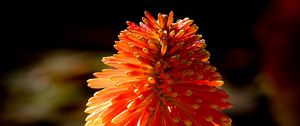 Preview wallpaper kniphofia, flowers, inflorescences, macro
