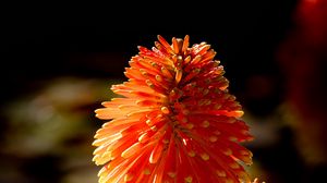 Preview wallpaper kniphofia, flowers, inflorescences, macro