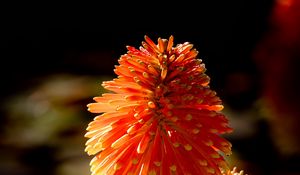 Preview wallpaper kniphofia, flowers, inflorescences, macro