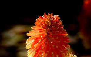 Preview wallpaper kniphofia, flowers, inflorescences, macro