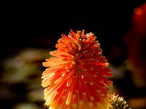 Preview wallpaper kniphofia, flowers, inflorescences, macro