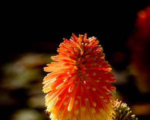 Preview wallpaper kniphofia, flowers, inflorescences, macro