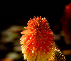 Preview wallpaper kniphofia, flowers, inflorescences, macro