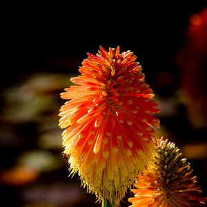 Preview wallpaper kniphofia, flowers, inflorescences, macro