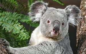 Preview wallpaper koala, animal, bark, tree