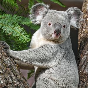 Preview wallpaper koala, animal, bark, tree