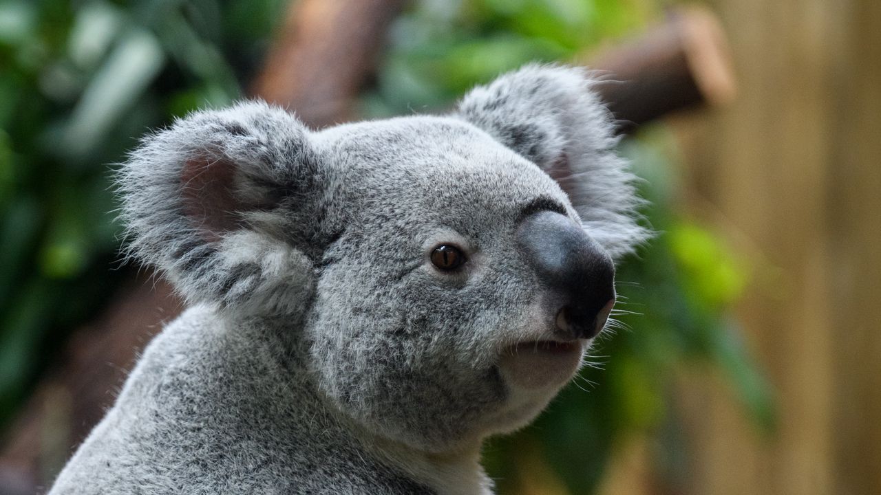 Wallpaper koala, animal, blur