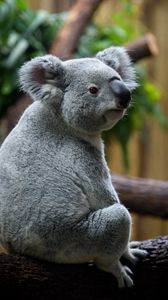 Preview wallpaper koala, animal, blur