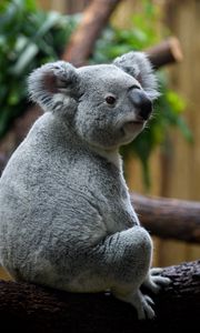 Preview wallpaper koala, animal, blur