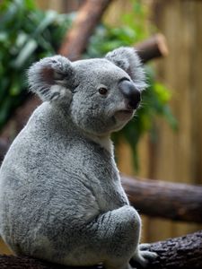 Koala old mobile, cell phone, smartphone wallpapers hd, desktop backgrounds  240x320, images and pictures