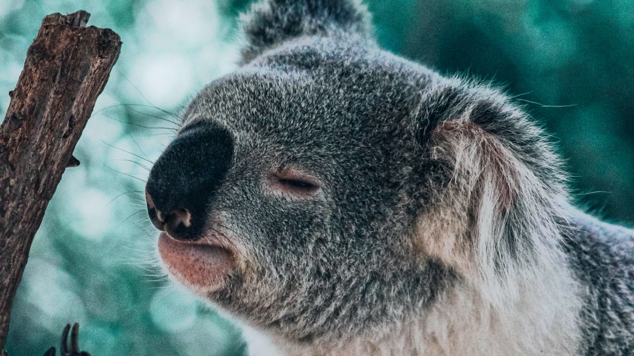 Wallpaper koala, animal, branch, funny, cute