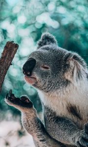 Preview wallpaper koala, animal, branch, funny, cute