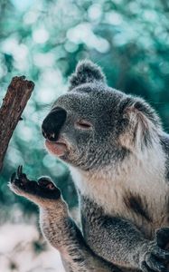 Preview wallpaper koala, animal, branch, funny, cute