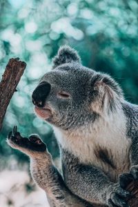 Preview wallpaper koala, animal, branch, funny, cute