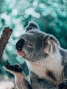 Preview wallpaper koala, animal, branch, funny, cute