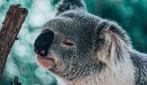 Preview wallpaper koala, animal, branch, funny, cute
