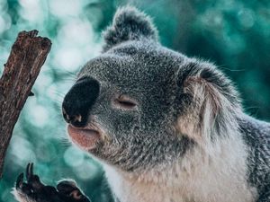 Preview wallpaper koala, animal, branch, funny, cute