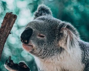 Preview wallpaper koala, animal, branch, funny, cute