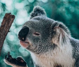 Preview wallpaper koala, animal, branch, funny, cute