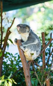 Preview wallpaper koala, animal, branches, tree