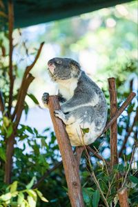 Preview wallpaper koala, animal, branches, tree