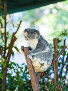 Preview wallpaper koala, animal, branches, tree