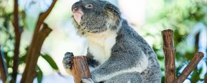Preview wallpaper koala, animal, branches, tree