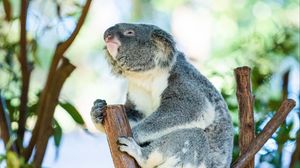 Preview wallpaper koala, animal, branches, tree