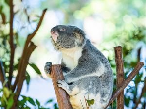 Preview wallpaper koala, animal, branches, tree