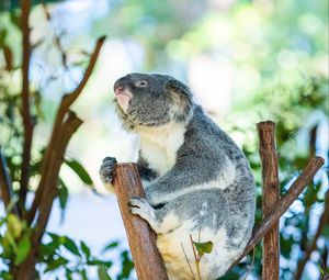 Preview wallpaper koala, animal, branches, tree