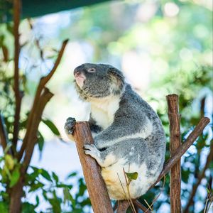 Preview wallpaper koala, animal, branches, tree