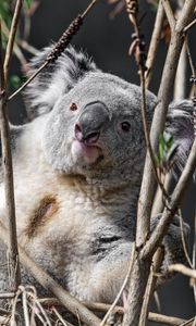 Preview wallpaper koala, animal, branches, wildlife