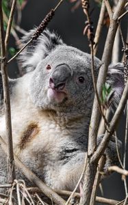 Preview wallpaper koala, animal, branches, wildlife