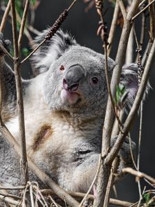 Preview wallpaper koala, animal, branches, wildlife